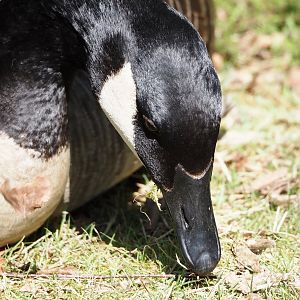 Wild introduced Canada goose (Branta canadensis), 2025-04-30