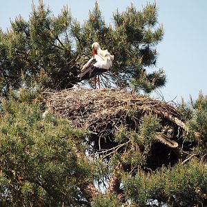 European white stork nest, 2025-04-30