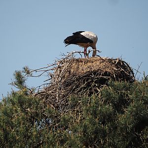 European white stork nest, 2025-04-30