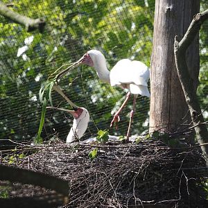 African spoonbills (Platalea alba) on nest, 2025-04-30