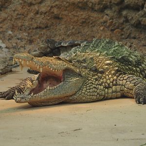 South African Nile crocodile (Crocodylus niloticus cowiei), 2025-04-30
