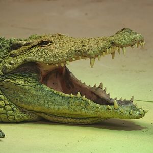 South African Nile crocodile (Crocodylus niloticus cowiei), 2025-04-30