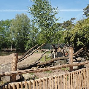 Hippopotamus, Marabou and Western sitatunga exhibit -  separate area for sitatungas next to the hippo beach, 2025-04-30