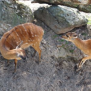 Western sitatungas (Tragelaphus spekii gratus), 2025-04-30