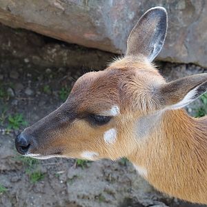 Western sitatunga (Tragelaphus spekii gratus), 2025-04-30