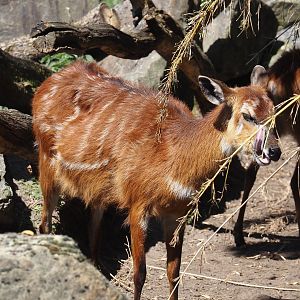 Western sitatunga (Tragelaphus spekii gratus), 2025-04-30