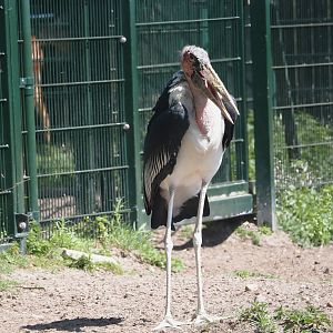 Marabou (Leptoptilos crumenifer), 2025-04-30