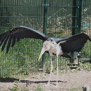 Marabou (Leptoptilos crumenifer), 2025-04-30