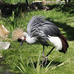 Grey crowned crane (Balearica regulorum), 2025-04-30