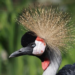 Grey crowned crane (Balearica regulorum), 2025-04-30