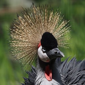 Grey crowned crane (Balearica regulorum), 2025-04-30