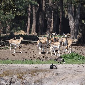 Blackbuck (Antilope cervicapra), 2025-04-30