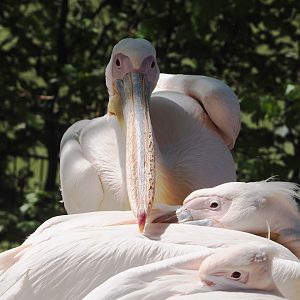 Great white pelicans (Pelecanus onocrotalus), 2025-04-30