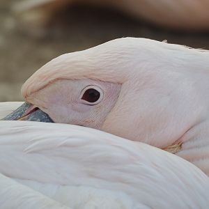 Great white pelican (Pelecanus onocrotalus), 2025-04-30