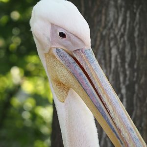 Great white pelican (Pelecanus onocrotalus), 2025-04-30