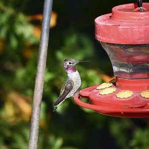 Anna's Hummingbird (Calypte anna) male