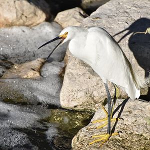 Western Snowy Egret (Egretta thula brewsteri)