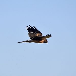 Northern Harrier (Circus hudsonius) female