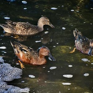 Cinnamon Teal (Spatula cyanoptera) group