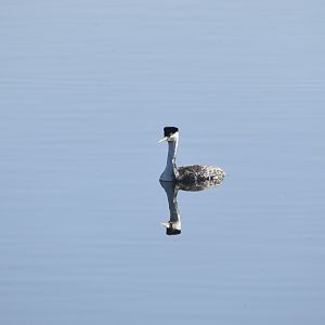 Western Grebe (Aechmophorus occidentalis)
