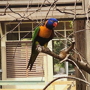 Indianapolis Zoo - Red-collared Lorikeet