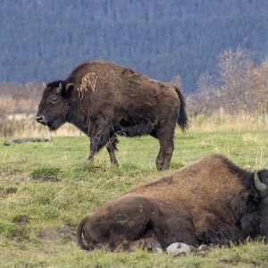 Wood Bison