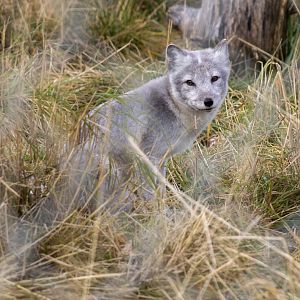 Arctic Fox