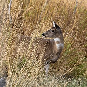 Sitka Deer