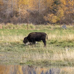 Wood Bison