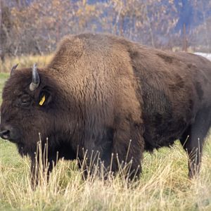 Wood Bison