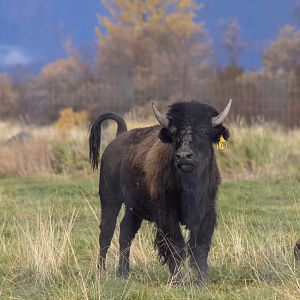 Wood Bison