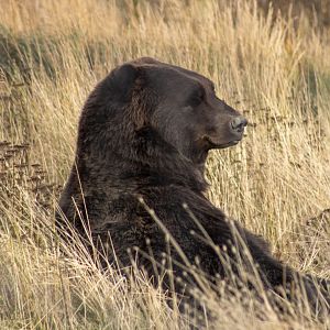 Brown Bear