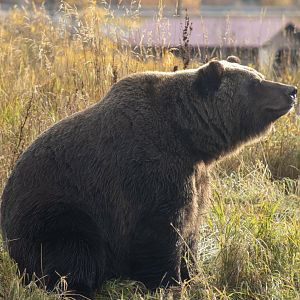 Brown Bear