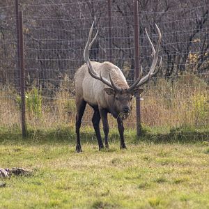 Elk