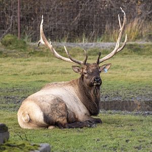 Elk
