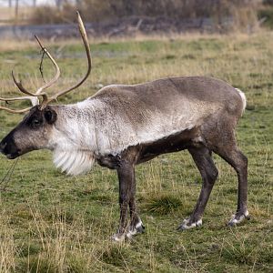 Caribou