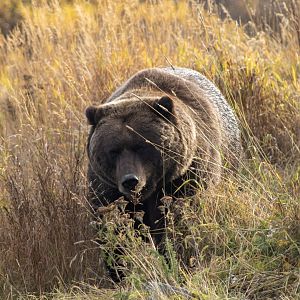 Brown Bear