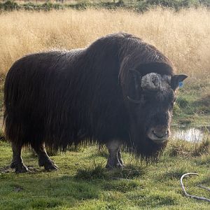 Musk Ox