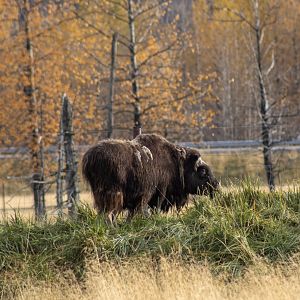 Musk Ox