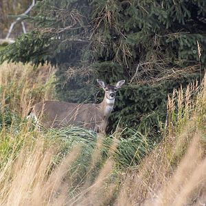 Sitka Deer