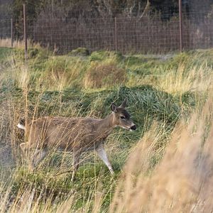 Sitka Deer