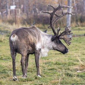 Caribou