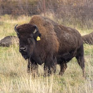 Wood Bison