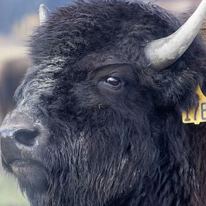 Wood Bison