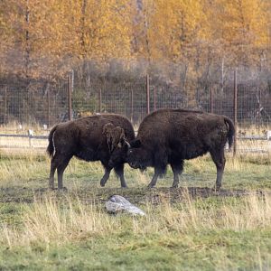 Wood Bison