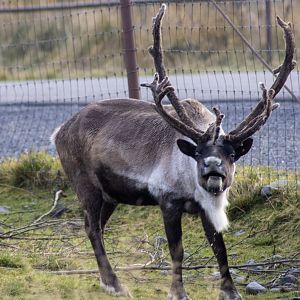 Bull Caribou in Rut