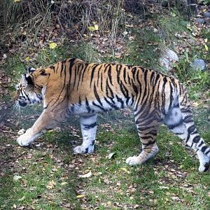 Amur Tiger