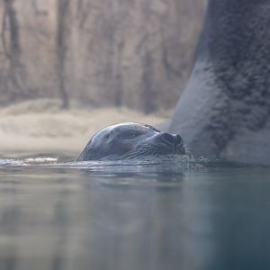 Harbor Seal