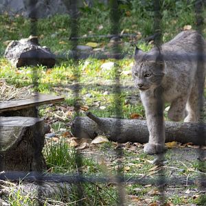 Canada Lynx