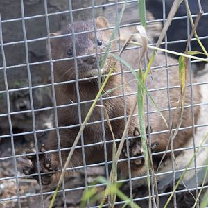 American Mink